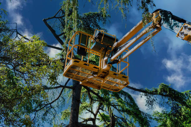 The Steps Involved in Our Tree Care Process in Ahuimanu, HI